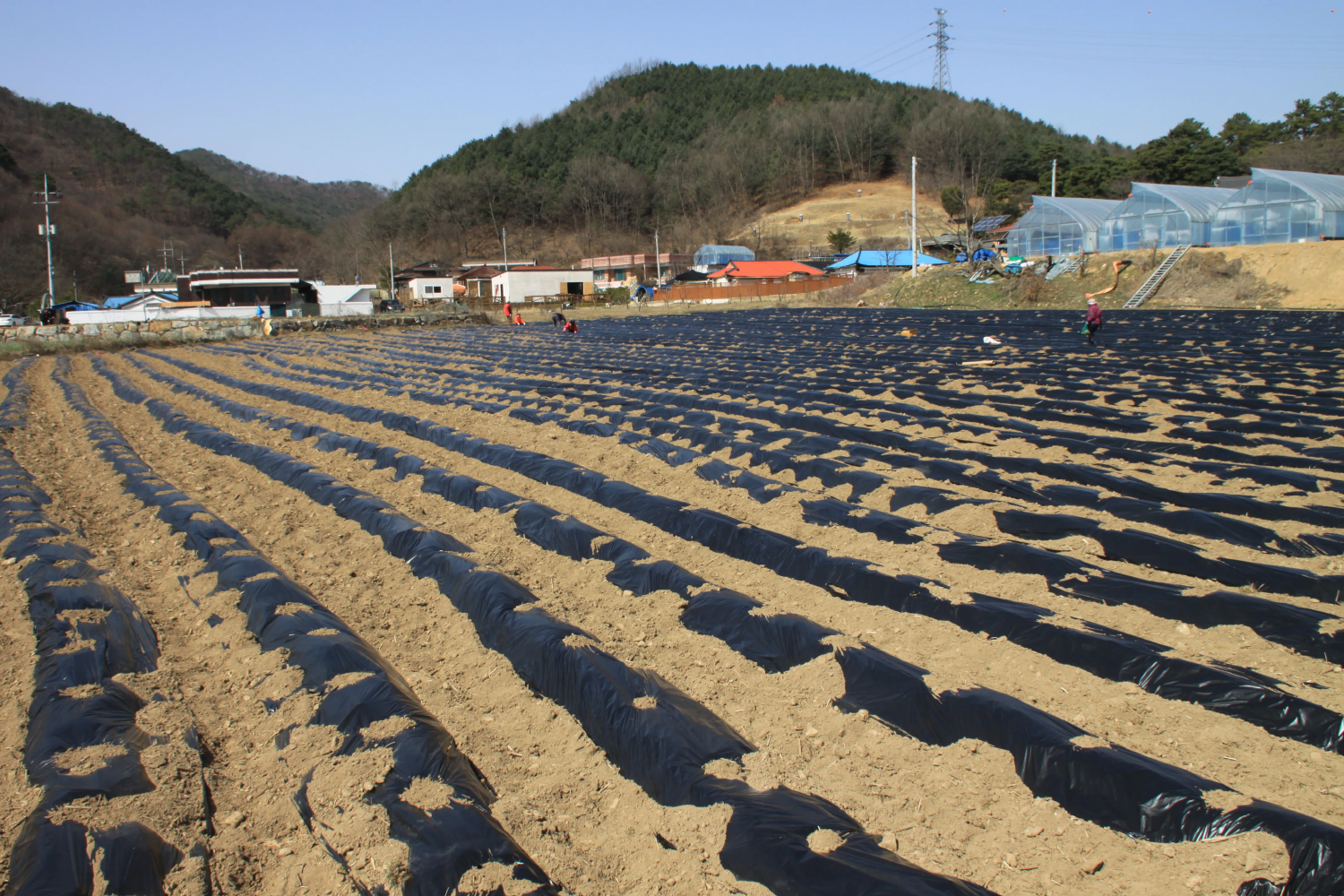 텃밭 농사 ’20-03′